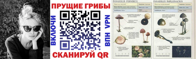 Псилоцибиновые грибы MAGIC MUSHROOMS  это клад  Уржум  omg ССЫЛКА 